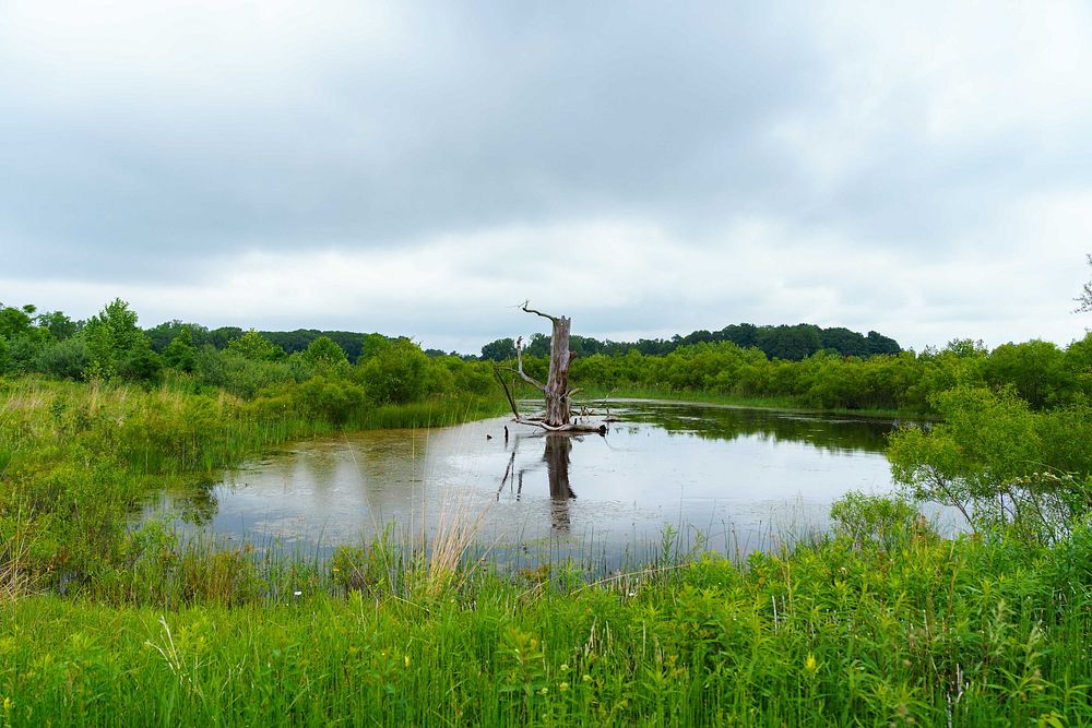 Tom Dykstra purchased this 110-acre wetland reserve easement located in Fremont, Indiana in 2015. The property, pictured…