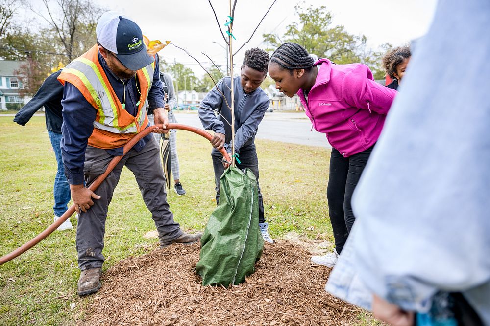 Students planting trees in West Greenville for Community Tree Day on Thursday, November 10. Original public domain image…