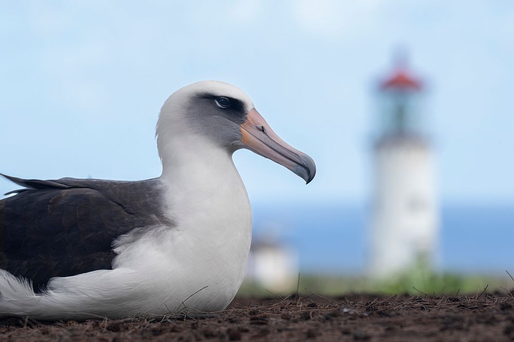 Laysan albatross at Kīlauea PointA mōlī, or Laysan albatross, rests at Kīlauea Point National Wildlife Refuge with Daniel K.…