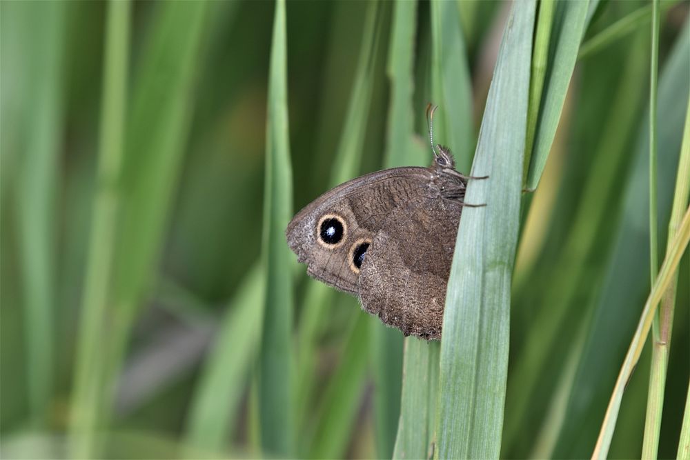 Common wood nymphA brown butterfly with two eye spots rests with its wings folded on a blade of grass at Grays Lake National…