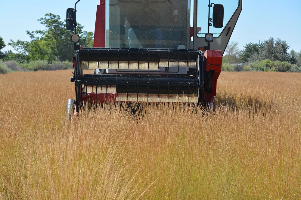 20. Keith White, Biological Science Technician, Harvests Grass Seed