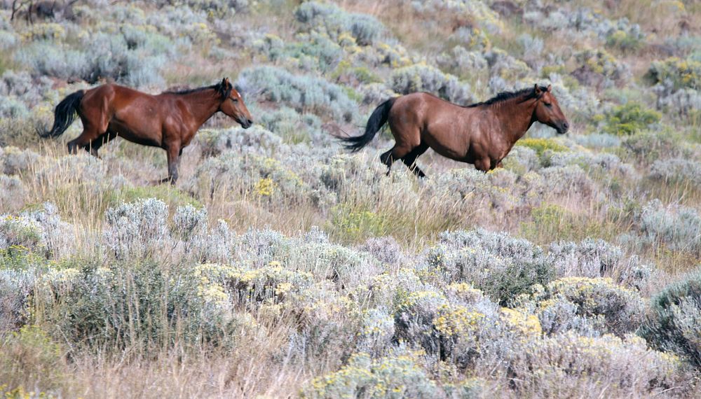Wild Horses at Twin Peaks HMAPhoto by BLM.