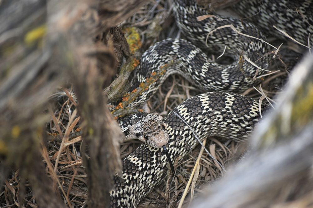 Idaho gopher snakeA gopher snake extends its tongue as it coils beneath a sagebrush at Minidoka National Wildlife Refuge in…