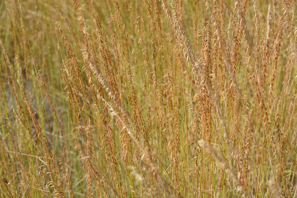 11. Side oats Grama, before harvest