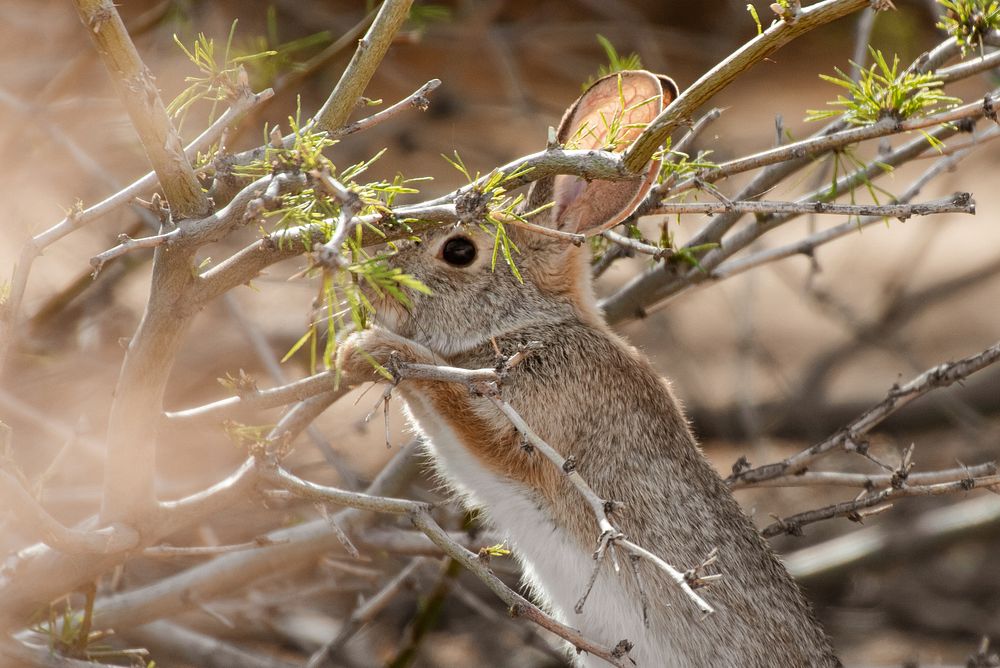 Wild cottontail rabbit. Original public domain image from Flickr