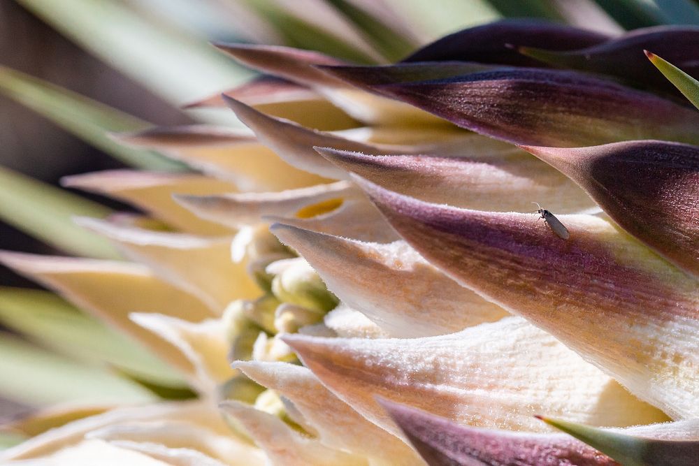 Joshua tree bloom and mothJoshua Tree yucca moth (Tegeticula synthetica) on a Joshua tree (Yucca brevifolia) bloom. NPS/…