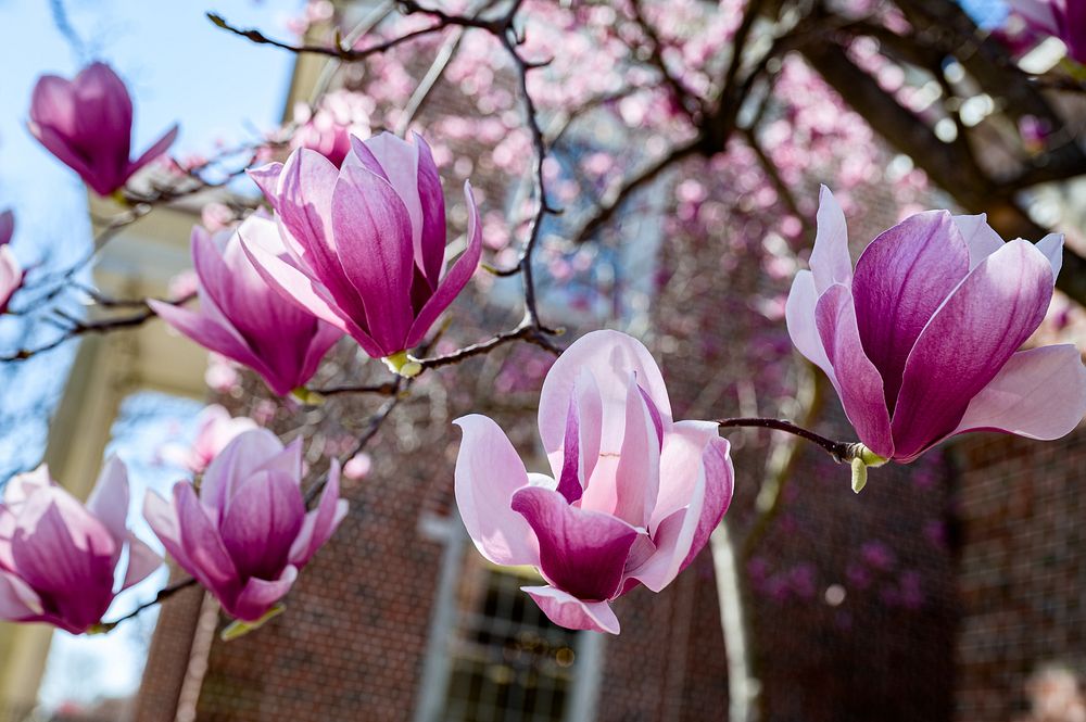 Blooming saucer magnolia