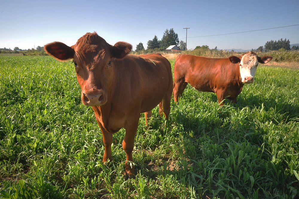 Cattle graze cover crops on land.