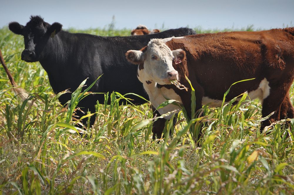 Many farmers who want to improve the health of their soil are using diverse cover crops and integrating grazing into their…