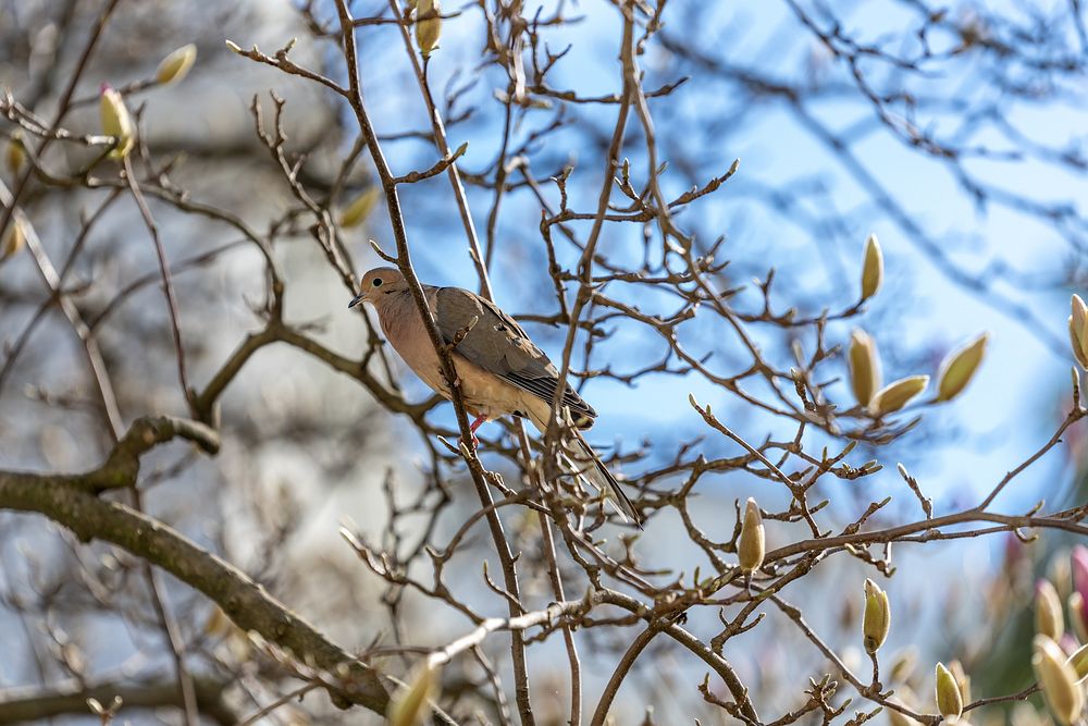 A mourning dove sits in a budding magnolia tree in the Rose Garden of the White House, Tuesday, March 8, 2022. (Official…
