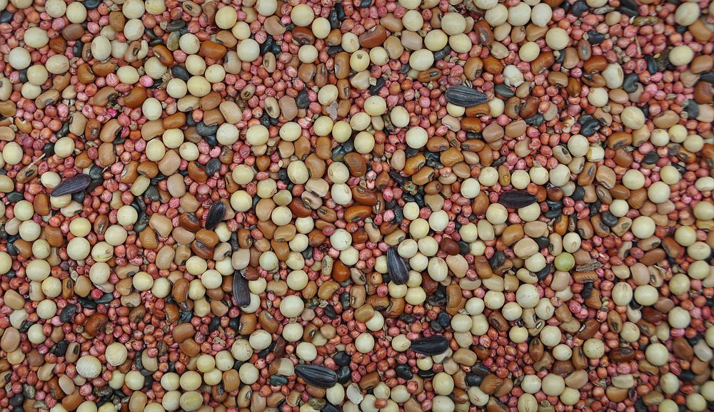 A diverse mix of cover crop seeds. 