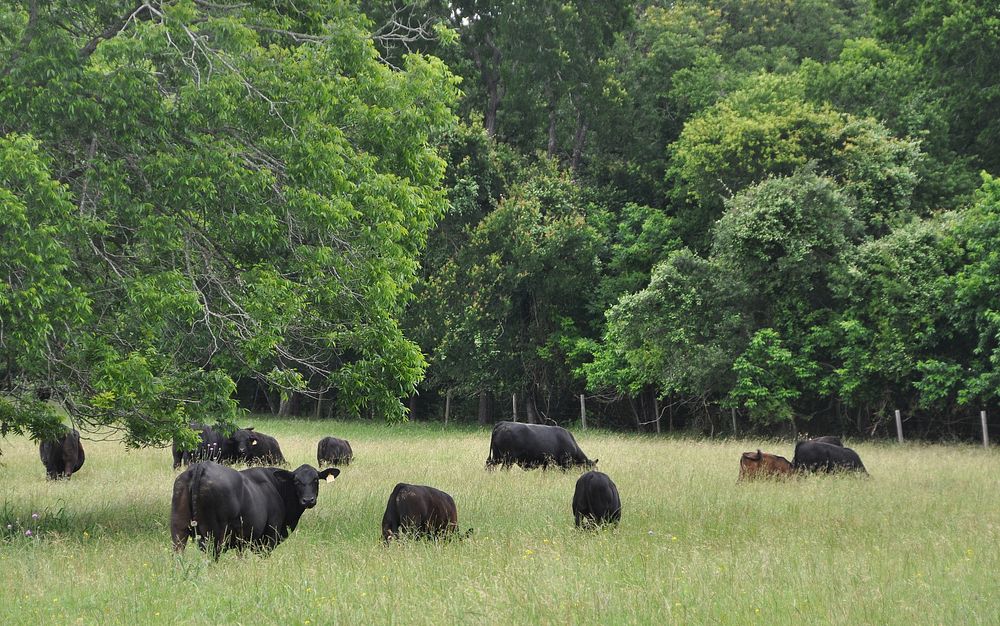 Diverse species and planned grazing are significantly improving soil health and the production capacity of the land.
