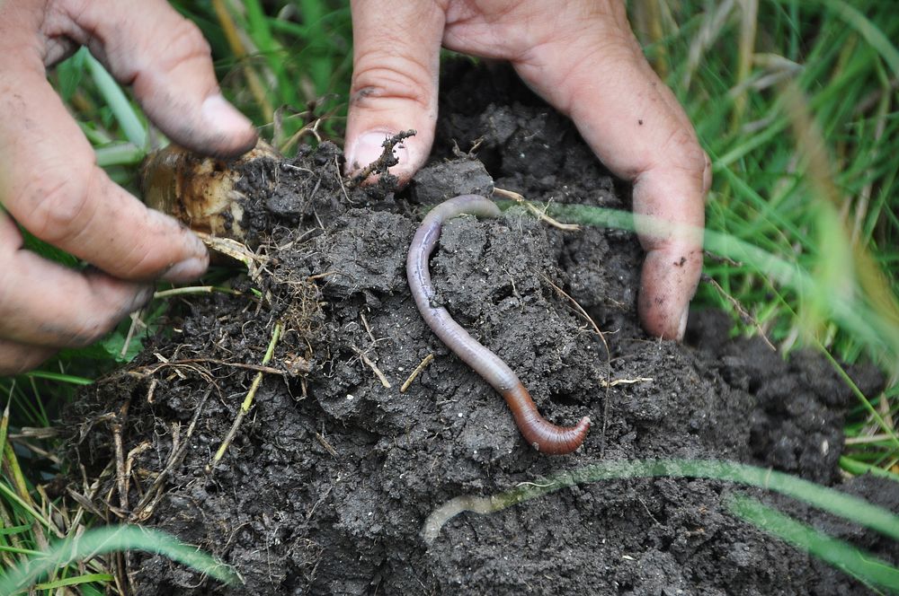 Earthworms in soil.