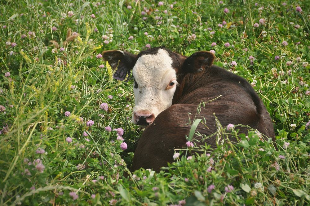 Farmers report healthier cattle with better weight gain in grass-fed operations featuring diverse species and planned…