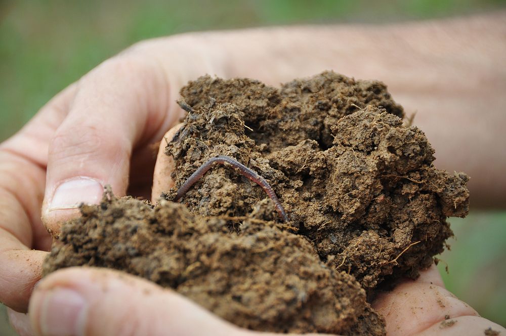 Healthy, fuctioning soils are full of life.