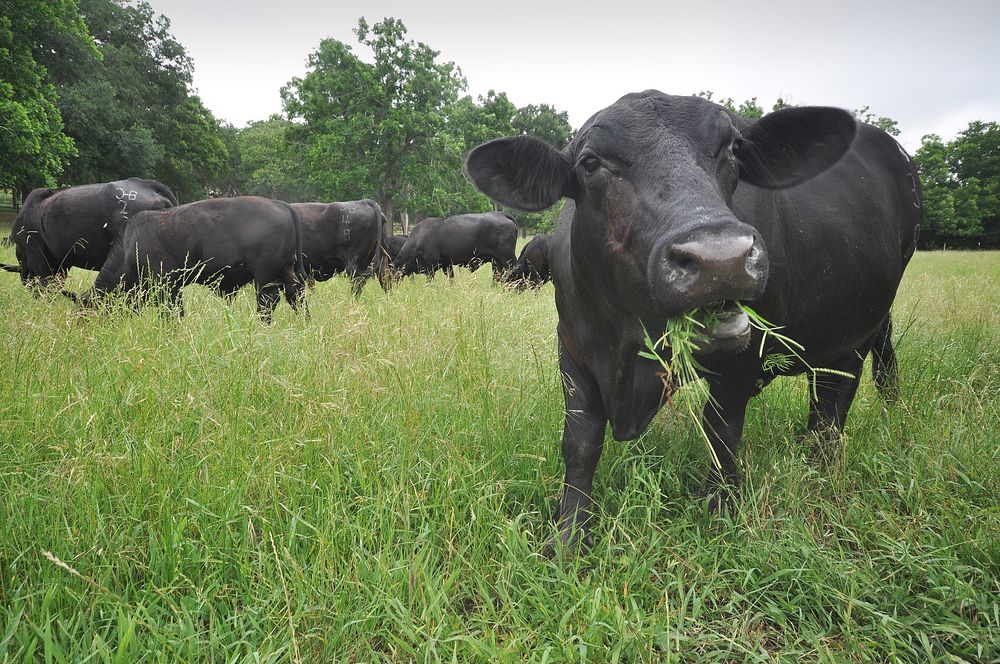 Brangus cows eating grass.
