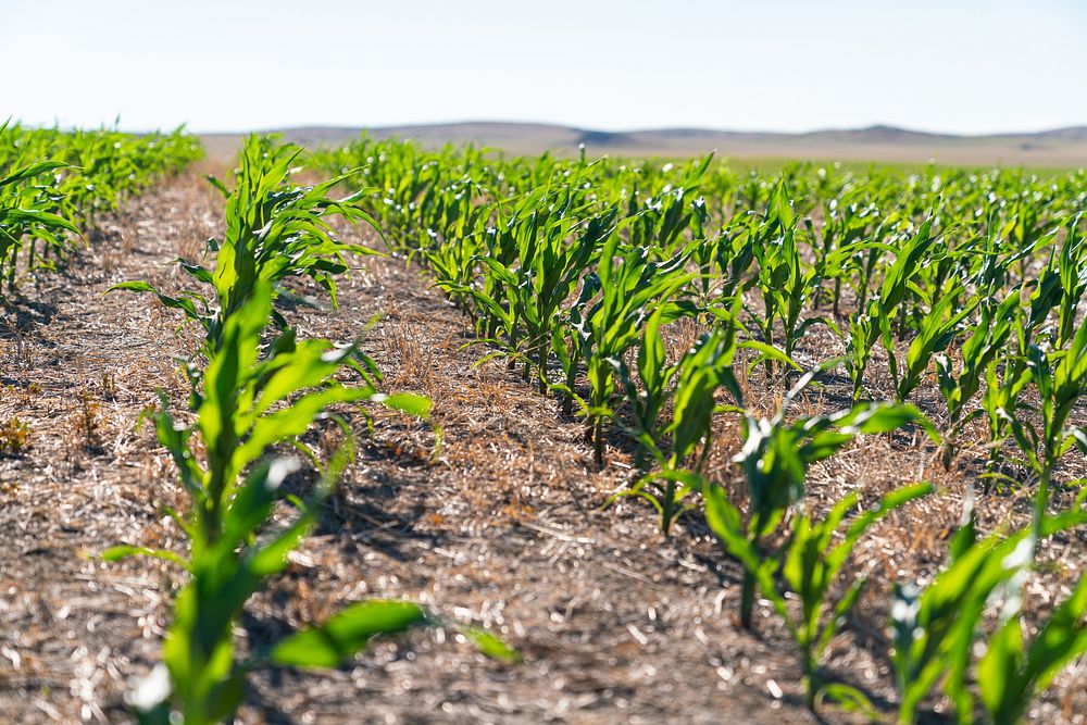 Field of corn planted as part of crop rotation system.