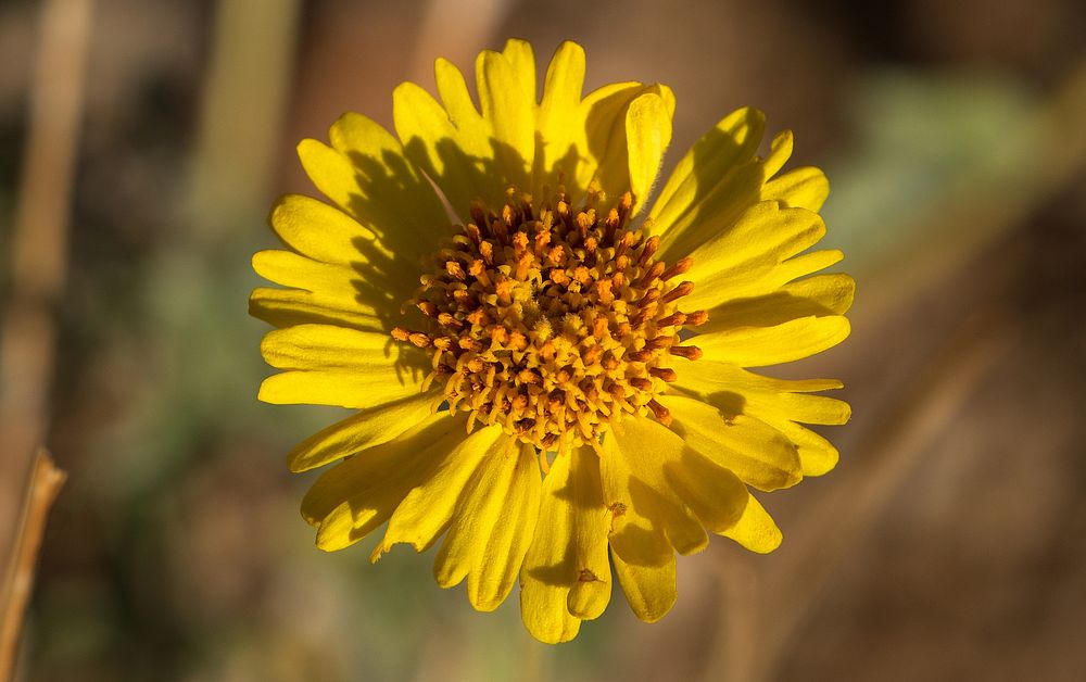 Desert Sunflower: Geraea canescensNPS / Preston Jordan Jr. Alt text: A close-up photo of a Desert Sunflower