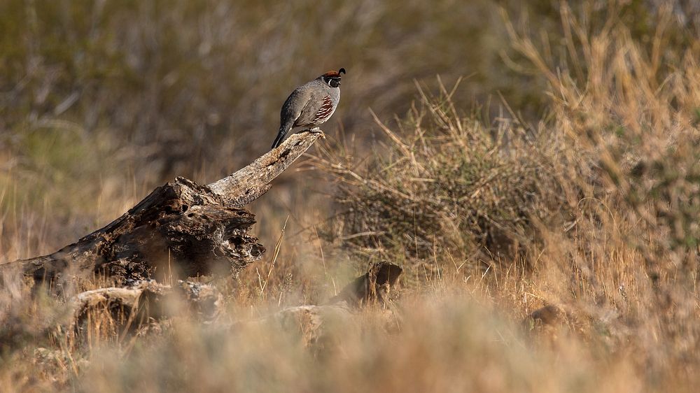Gambel's QuailNPS / Preston Jordan Jr. Alt text: A photo of a desert quail perched on a dead tree