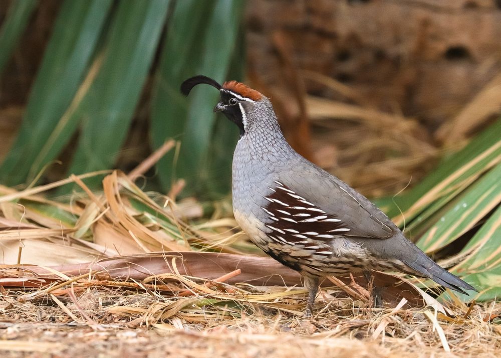 Gambel's quail at Oasis of MaraGambel's quail (Callipepla gambelii) foraging under fallen palm fronds at the Oasis of…