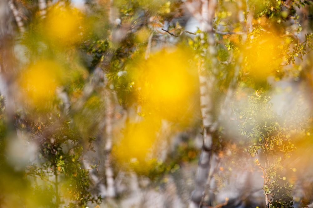 Abstract creosote in bloomAbstract Creosote bush (Larrea tridentata) in bloom. NPS/ Carmen Aurrecoechea