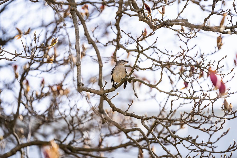 bird perches blooming magnolia trees, Free Photo rawpixel