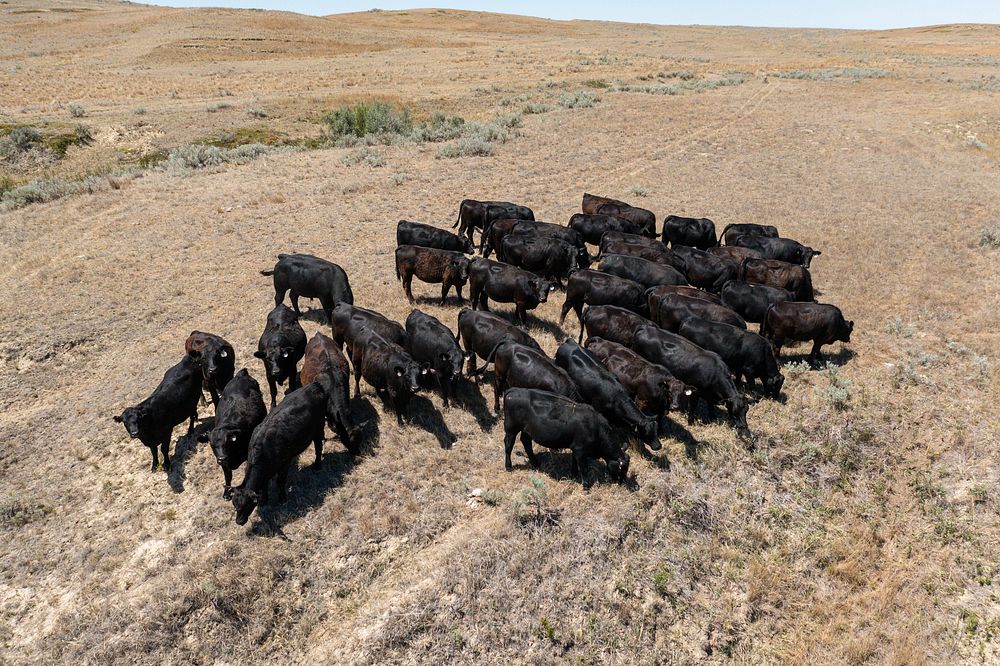 Cattle in drought field.