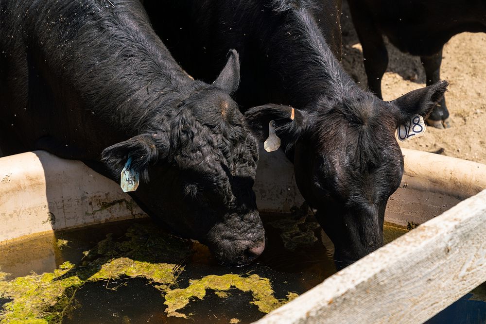 Yearlings drink from a stockwater tank installed through EQIP. New wells and livestock water tanks installed through NRCS…