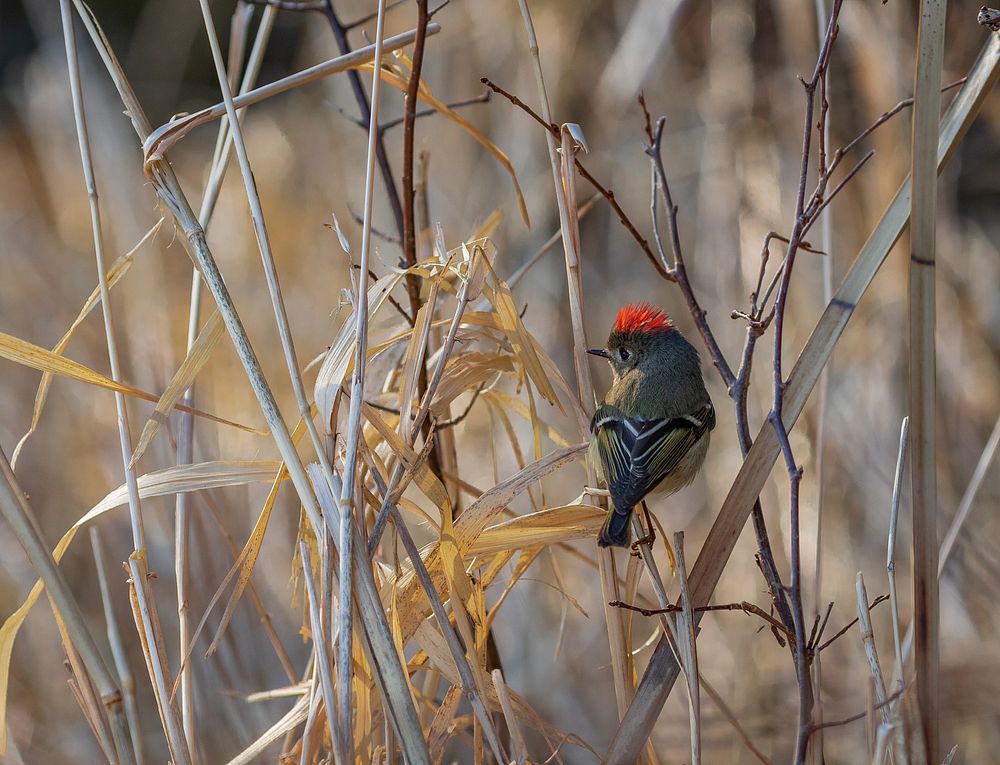 Ruby-crowned kingletWe spotted this ruby-crowned kinglet showing off his brilliant red crown in Minnesota. Photo by Mike…