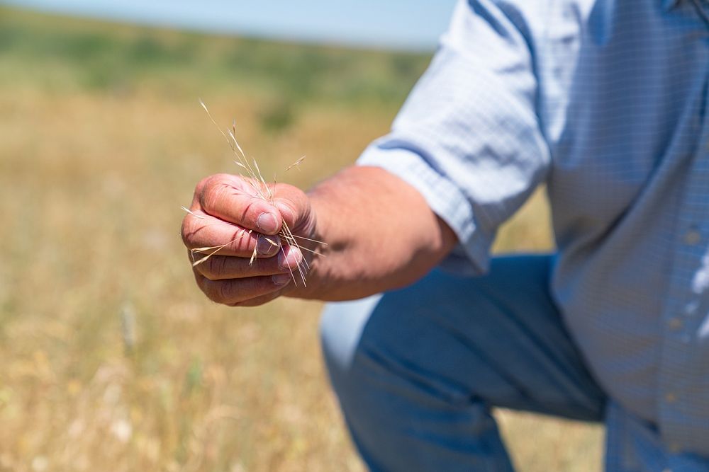 Farmer clipping grass, agriculture.