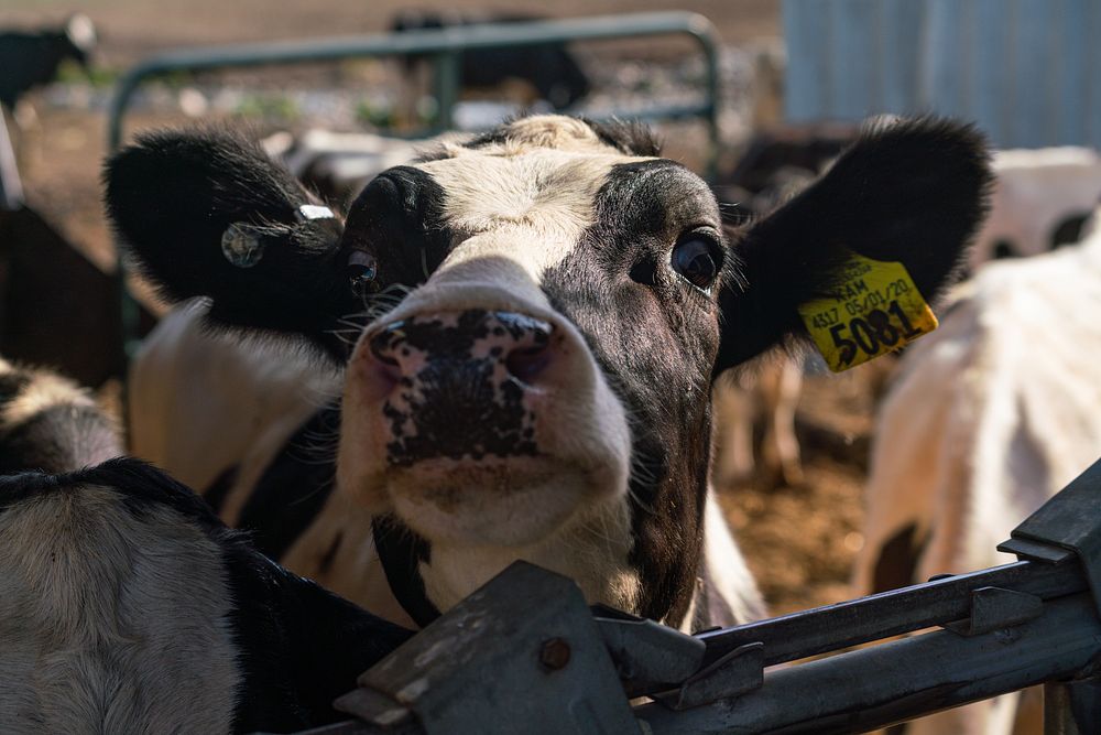 Dairy cow face, farm animal.