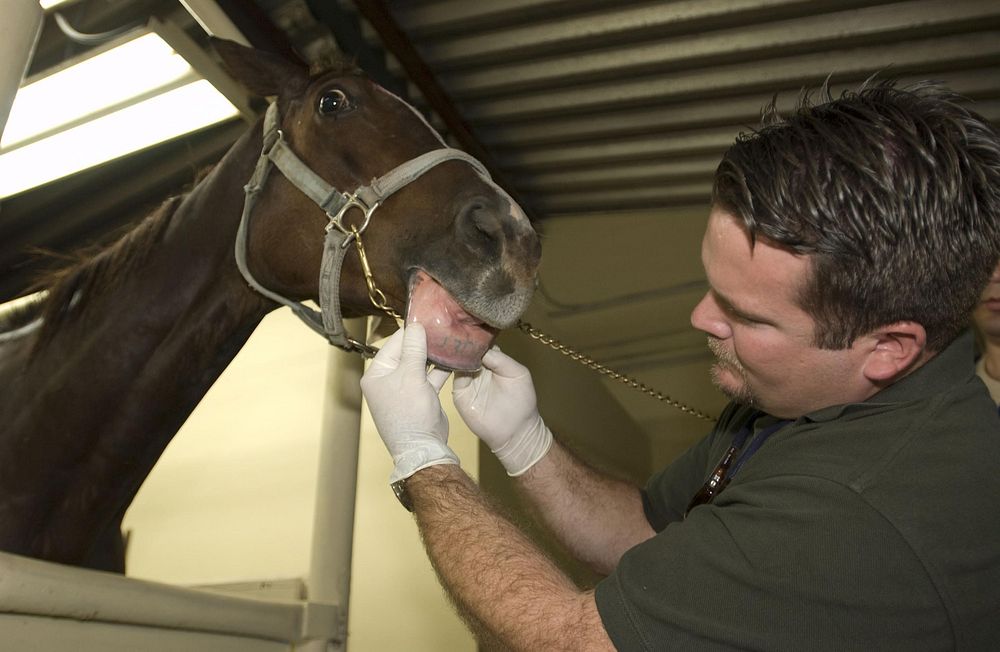 APHIS personal checks the identification on a horse during inspectionUSDA photo by R. Anson Eaglin
