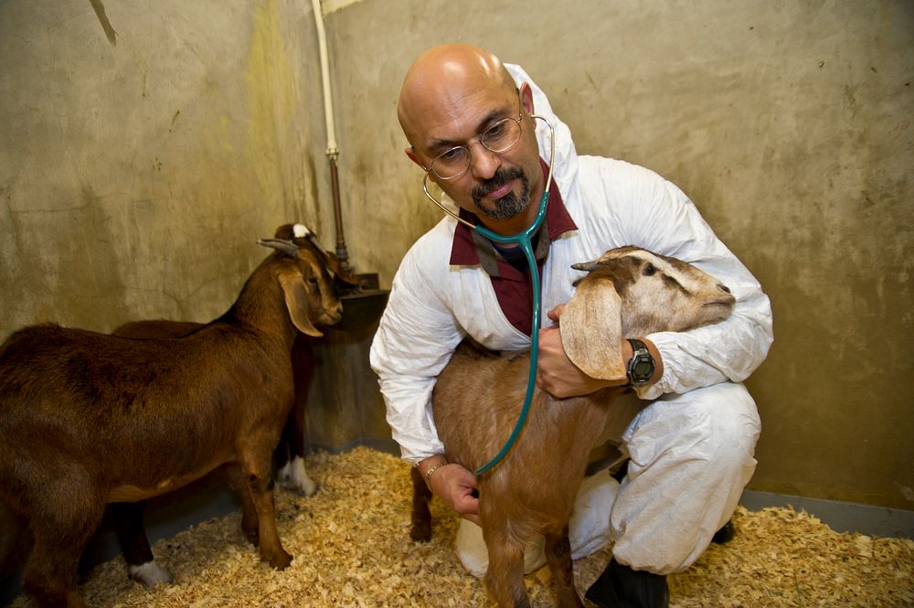 An APHIS Veterinarian inspecting goat on a farm in Maryland.USDA photo by R. Anson Eaglin