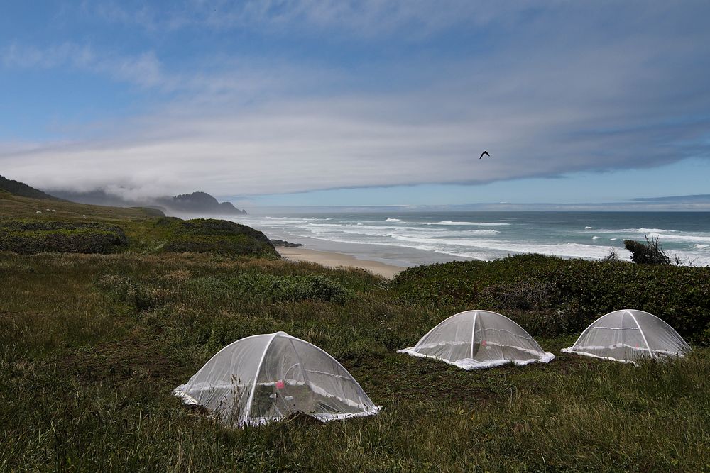 Net tents on the beach.