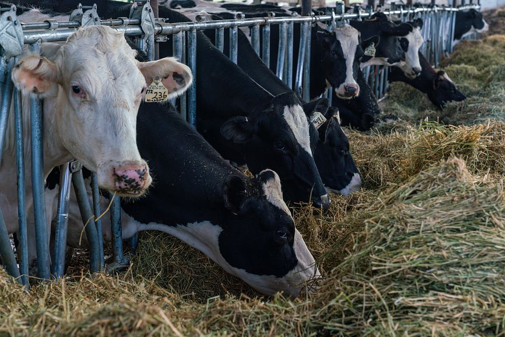 Dairy cow eating.