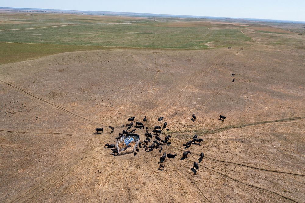 Cattle gathered around a stockwater tank, aerial view.