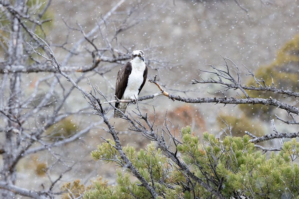 Osprey perched on a branch above the Gardner RiverNPS / Jacob W. Frank