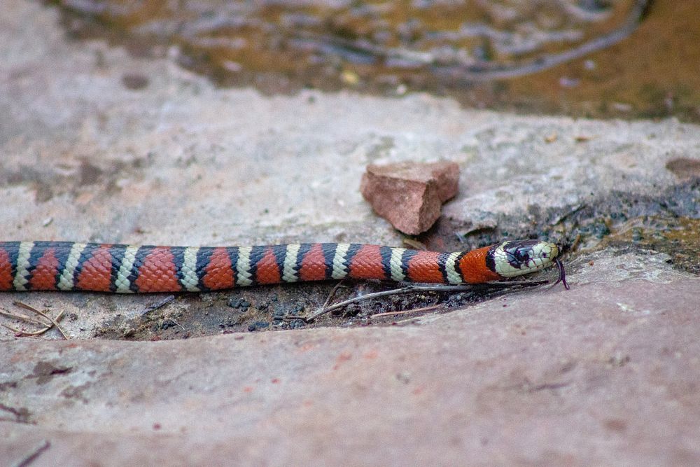 Springtime - West Fork of Oak Creek Trail #108These wildlife and scenic photos showcase the diverse, beautiful ecosystem…