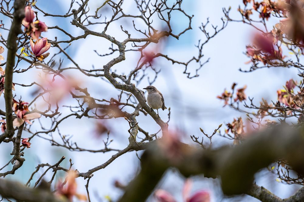 A bird sits in a blooming magnolia tree, Friday, April 1, 2022, in the Rose Garden of the White House. (Official White House…