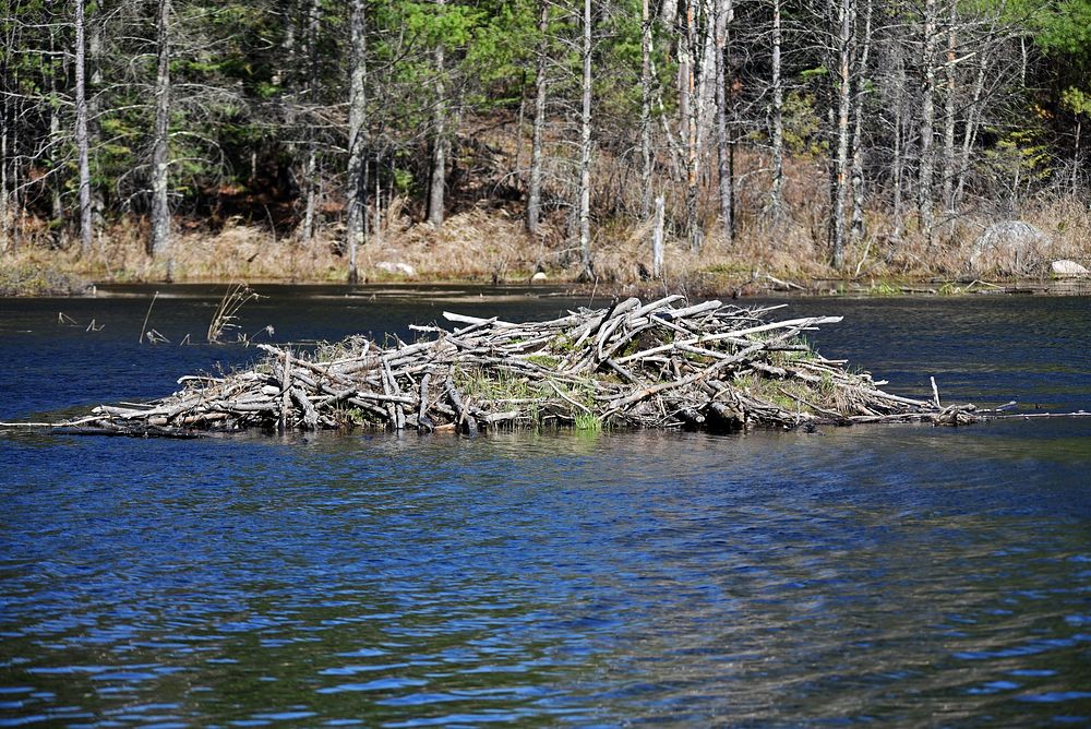 Beaver lodge, animal habitat.