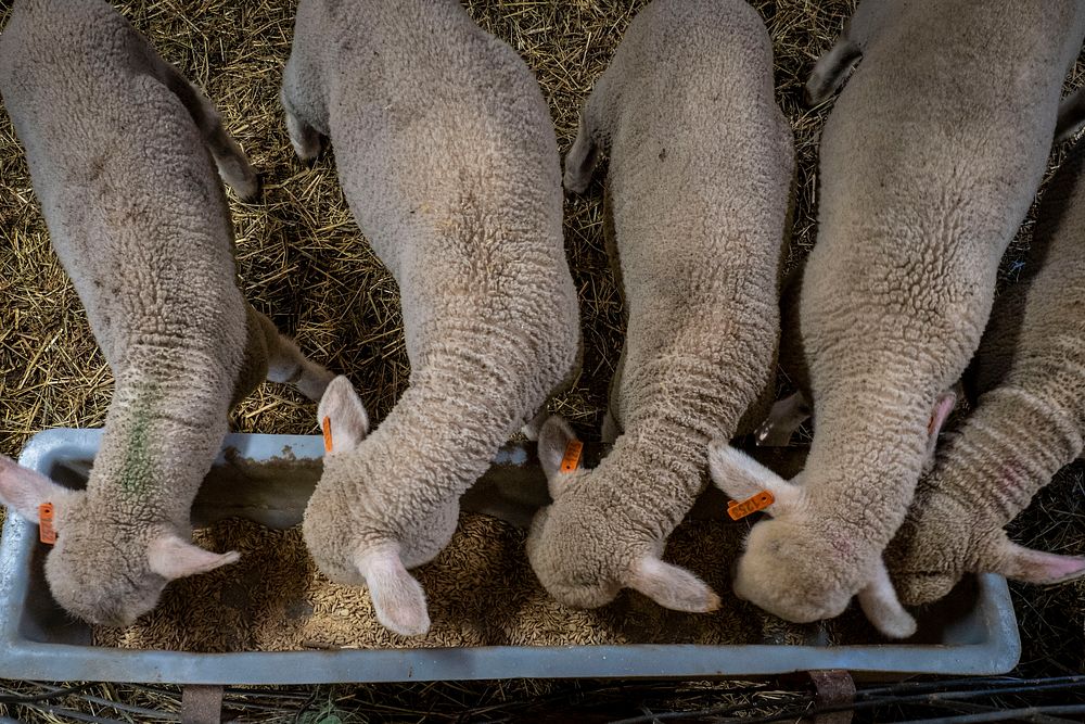 Merino sheep eating, farm animal.