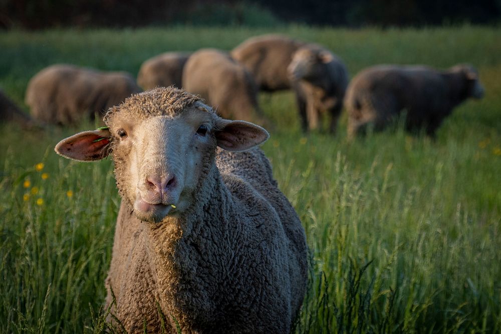 Sheep, farm animal.