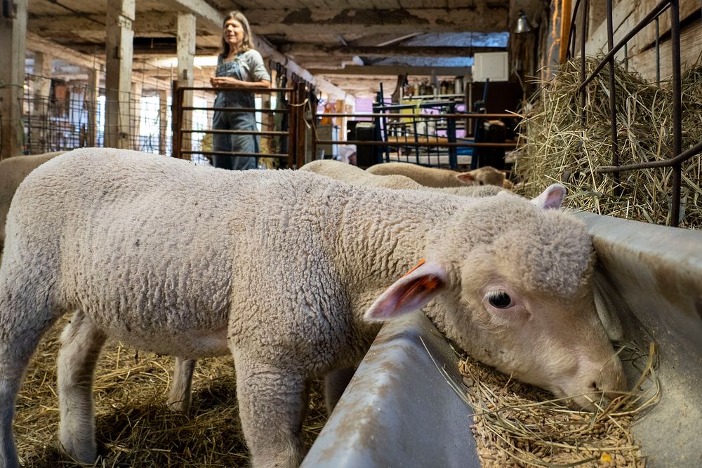 Merino sheep look to be fed.