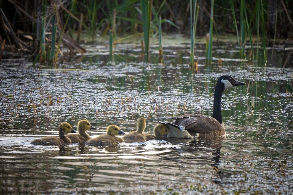 Duck family in lake