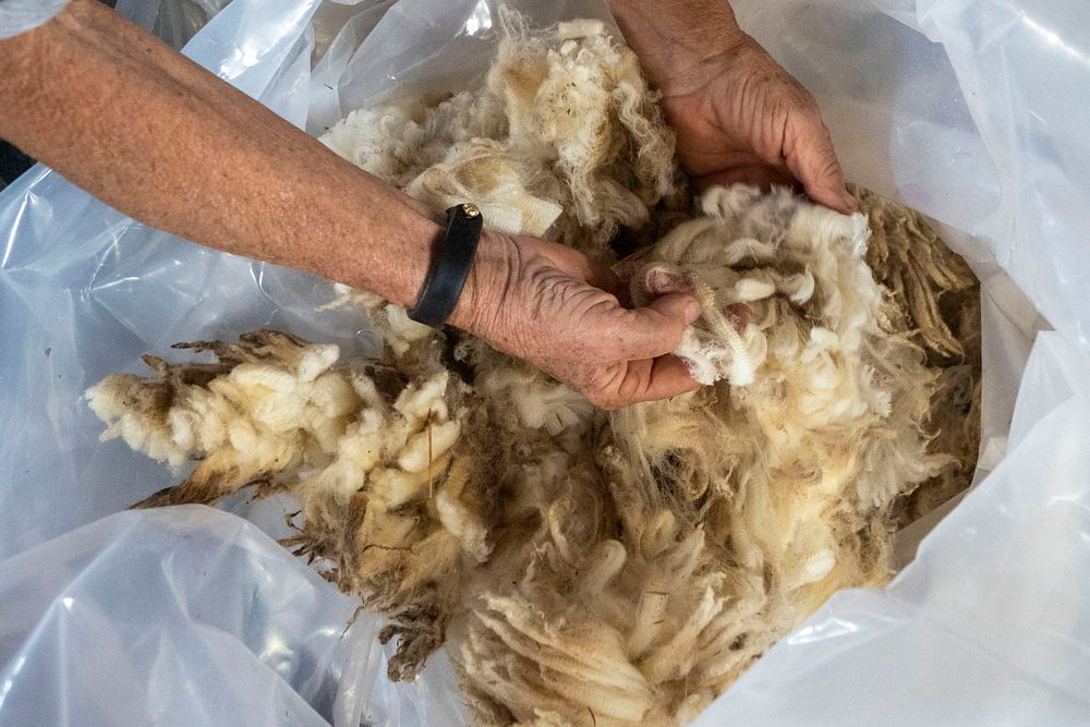 Raw sheep wool in bag.