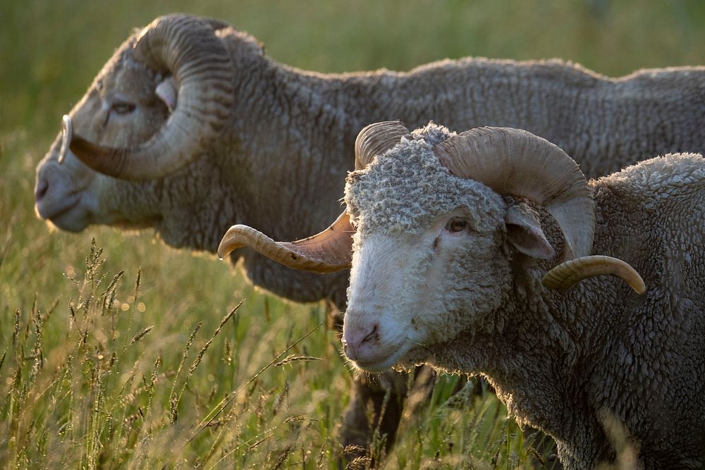 Saxon Merino sheep.