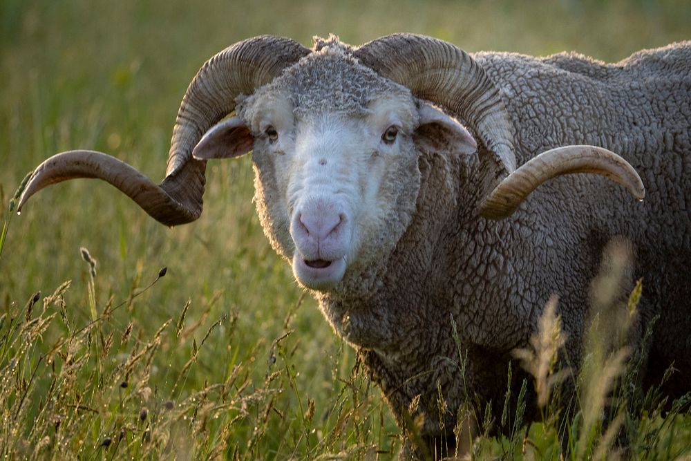 Sheep with horns.