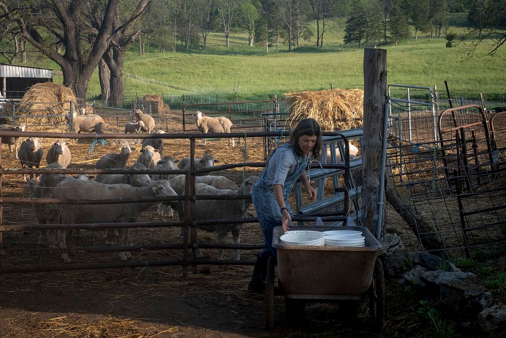 Dominique Herman feeds Merino Sheep on her farm in Warwick, New York.(USDA/FPAC photo by Preston Keres)