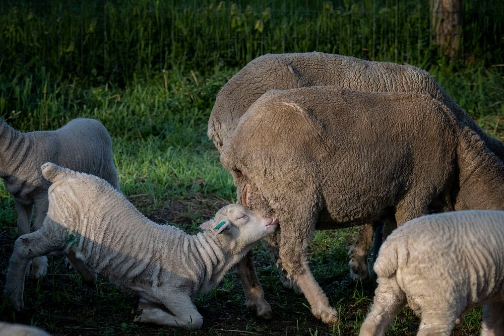 Dominique Herman raises Merino Sheep on her farm in Warwick, New York.(USDA/FPAC photo by Preston Keres)