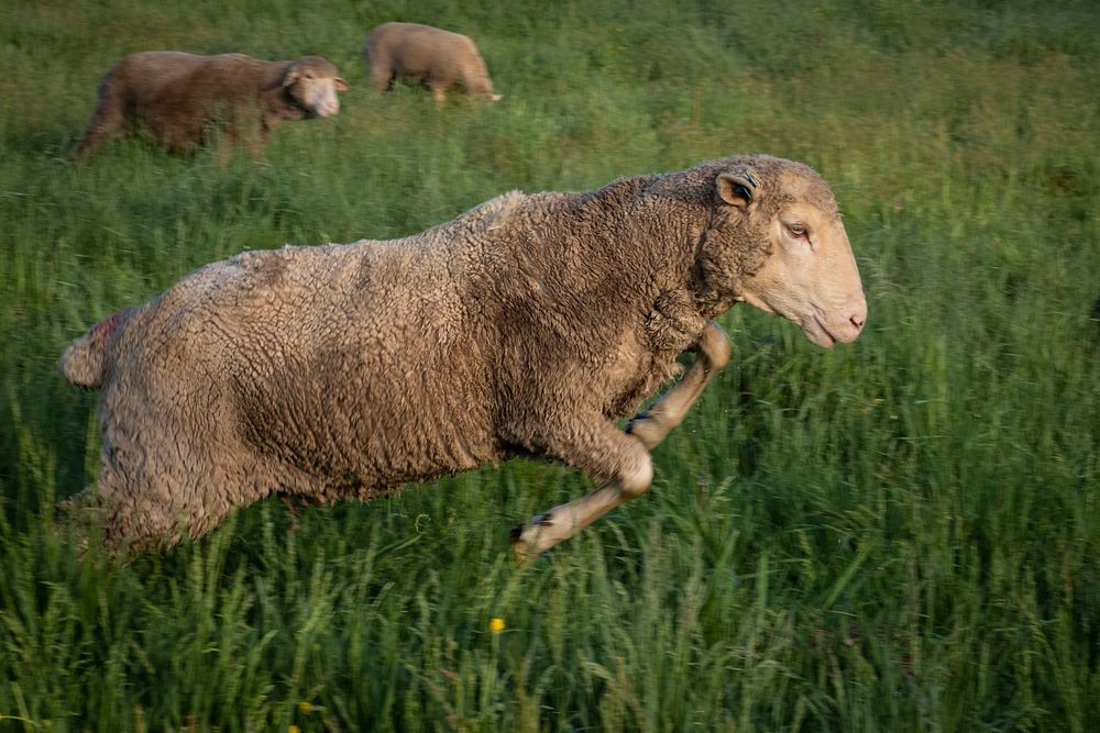 Jumping sheep, farm animal.